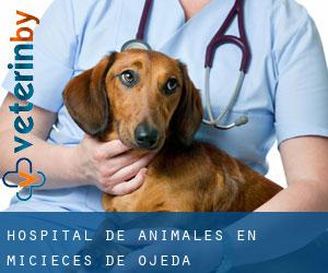 Hospital de animales en Micieces de Ojeda