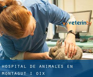 Hospital de animales en Montagut i Oix