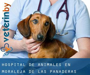 Hospital de animales en Moraleja de las Panaderas