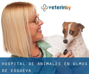 Hospital de animales en Olmos de Esgueva