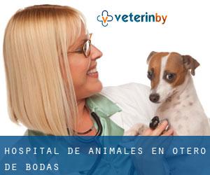 Hospital de animales en Otero de Bodas