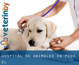 Hospital de animales en Pego (El)