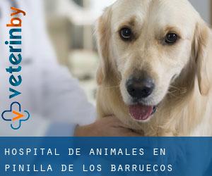 Hospital de animales en Pinilla de los Barruecos