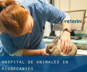 Hospital de animales en Riudecanyes