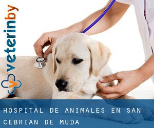 Hospital de animales en San Cebrián de Mudá