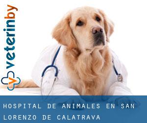 Hospital de animales en San Lorenzo de Calatrava