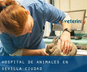 Hospital de animales en Sevilla (Ciudad)