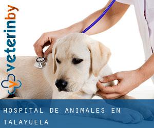 Hospital de animales en Talayuela Hospital de animales en Talayuela