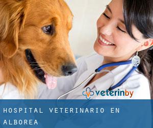 Hospital veterinario en Alborea