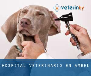 Hospital veterinario en Ambel