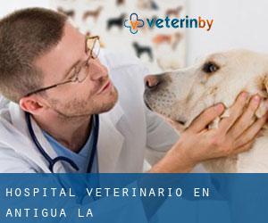 Hospital veterinario en Antigua (La)