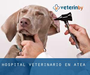 Hospital veterinario en Atea Hospital veterinario en Atea