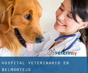 Hospital veterinario en Belmontejo