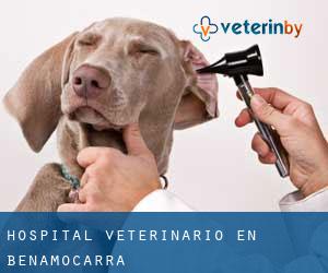 Hospital veterinario en Benamocarra