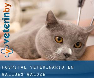 Hospital veterinario en Gallués / Galoze