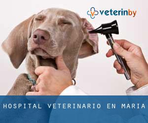 Hospital veterinario en María