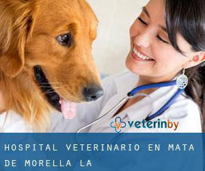 Hospital veterinario en Mata de Morella (la)