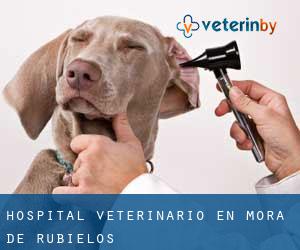 Hospital veterinario en Mora de Rubielos