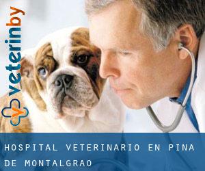 Hospital veterinario en Pina de Montalgrao