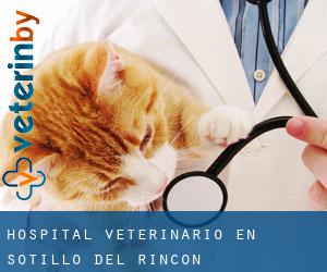 Hospital veterinario en Sotillo del Rincón