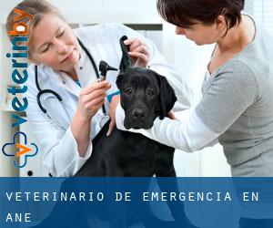 Veterinario de emergencia en Añe
