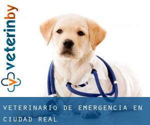 Veterinario de emergencia en Ciudad Real Veterinario de emergencia en Ciudad Real