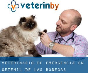 Veterinario de emergencia en Setenil de las Bodegas (Andalucía)