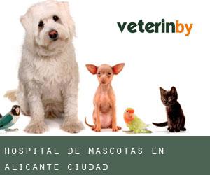 Hospital de mascotas en Alicante (Ciudad)