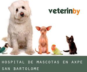 Hospital de mascotas en Axpe-San Bartolome