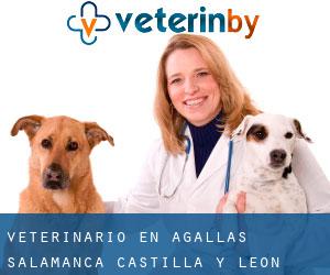 veterinario en Agallas (Salamanca, Castilla y León)