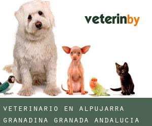 veterinario en Alpujarra Granadina (Granada, Andalucía)