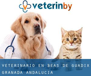 veterinario en Beas de Guadix (Granada, Andalucía)