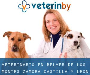 veterinario en Belver de los Montes (Zamora, Castilla y León)