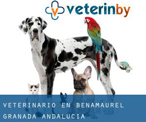 veterinario en Benamaurel (Granada, Andalucía)