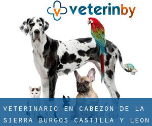 veterinario en Cabezón de la Sierra (Burgos, Castilla y León)