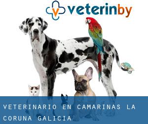 veterinario en Camariñas (La Coruña, Galicia)