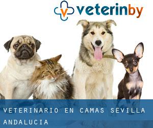 veterinario en Camas (Sevilla, Andalucía)
