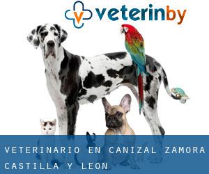veterinario en Cañizal (Zamora, Castilla y León)