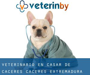 veterinario en Casar de Cáceres (Cáceres, Extremadura)