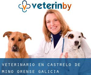 veterinario en Castrelo de Miño (Orense, Galicia)