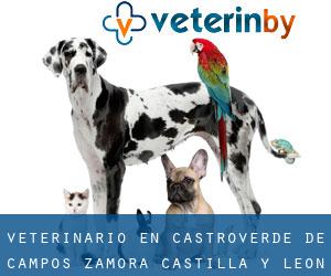 veterinario en Castroverde de Campos (Zamora, Castilla y León)