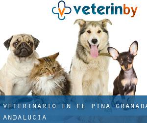 veterinario en El Pina (Granada, Andalucía) veterinario en El Pina (Granada, Andalucía)