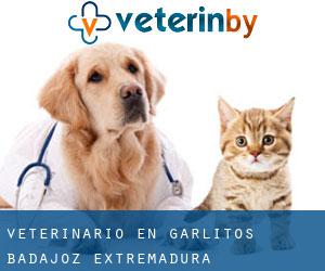 veterinario en Garlitos (Badajoz, Extremadura)