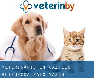 veterinario en Gaztelu (Guipúzcoa, País Vasco)