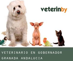 veterinario en Gobernador (Granada, Andalucía) veterinario en Gobernador (Granada, Andalucía)