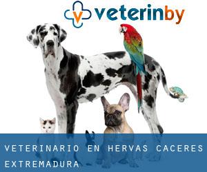 veterinario en Hervás (Cáceres, Extremadura) veterinario en Hervás (Cáceres, Extremadura)