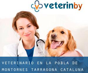 veterinario en la Pobla de Montornès (Tarragona, Cataluña)