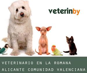 veterinario en La Romana (Alicante, Comunidad Valenciana)
