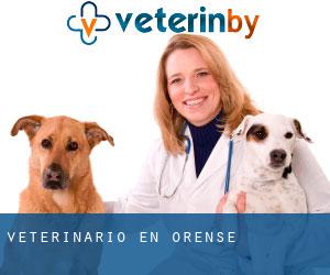 veterinario en Orense