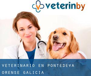 veterinario en Pontedeva (Orense, Galicia)